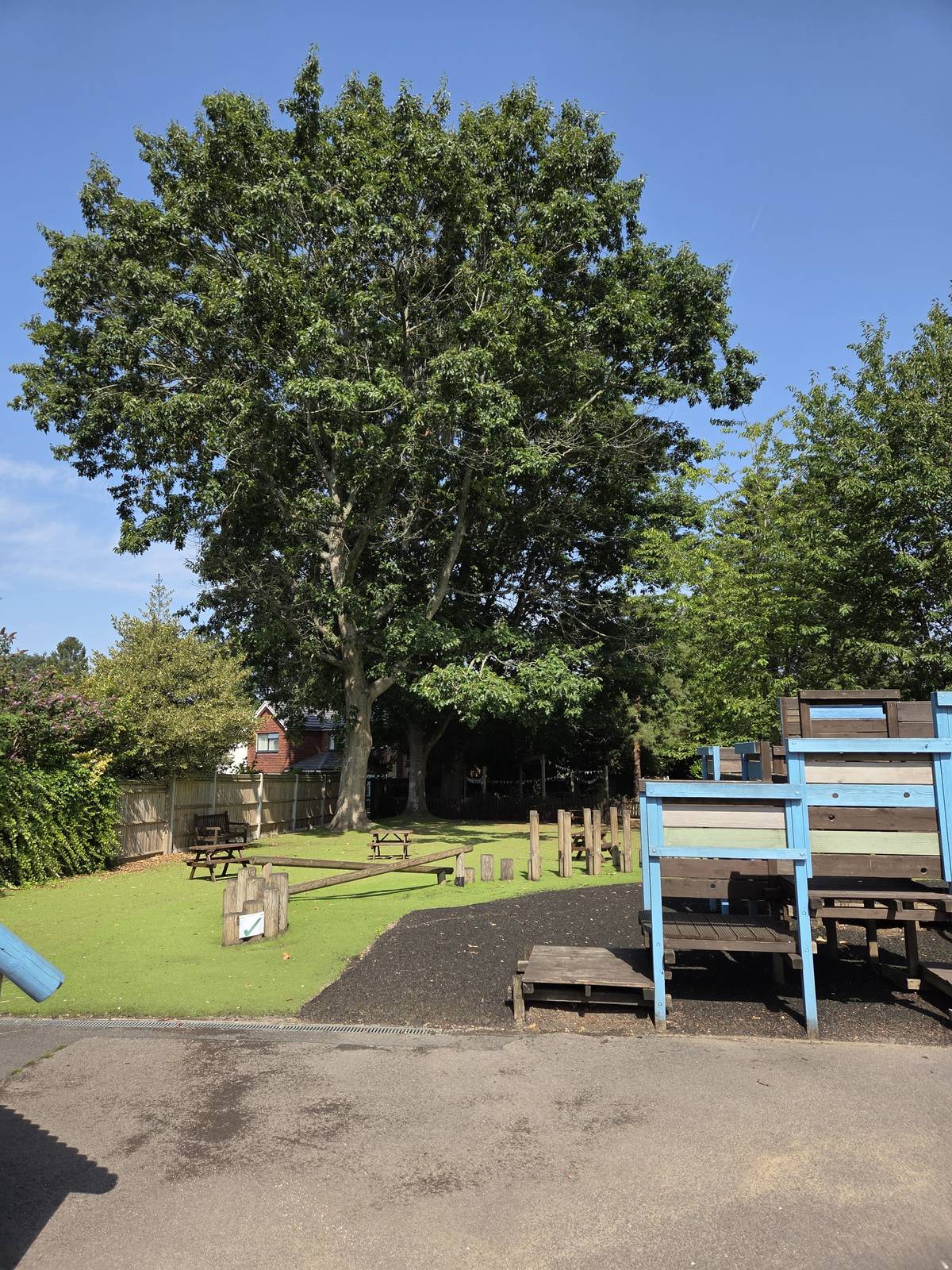 Large tree in school playground