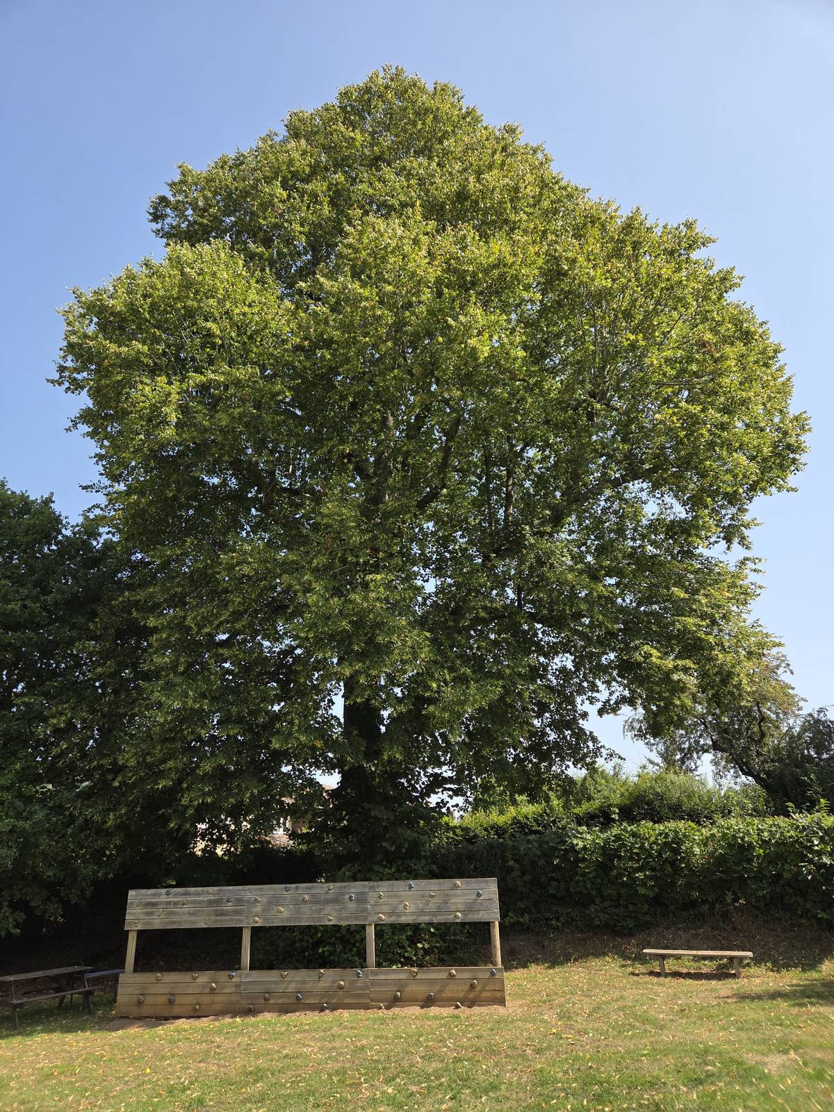 Mature tree in parkland