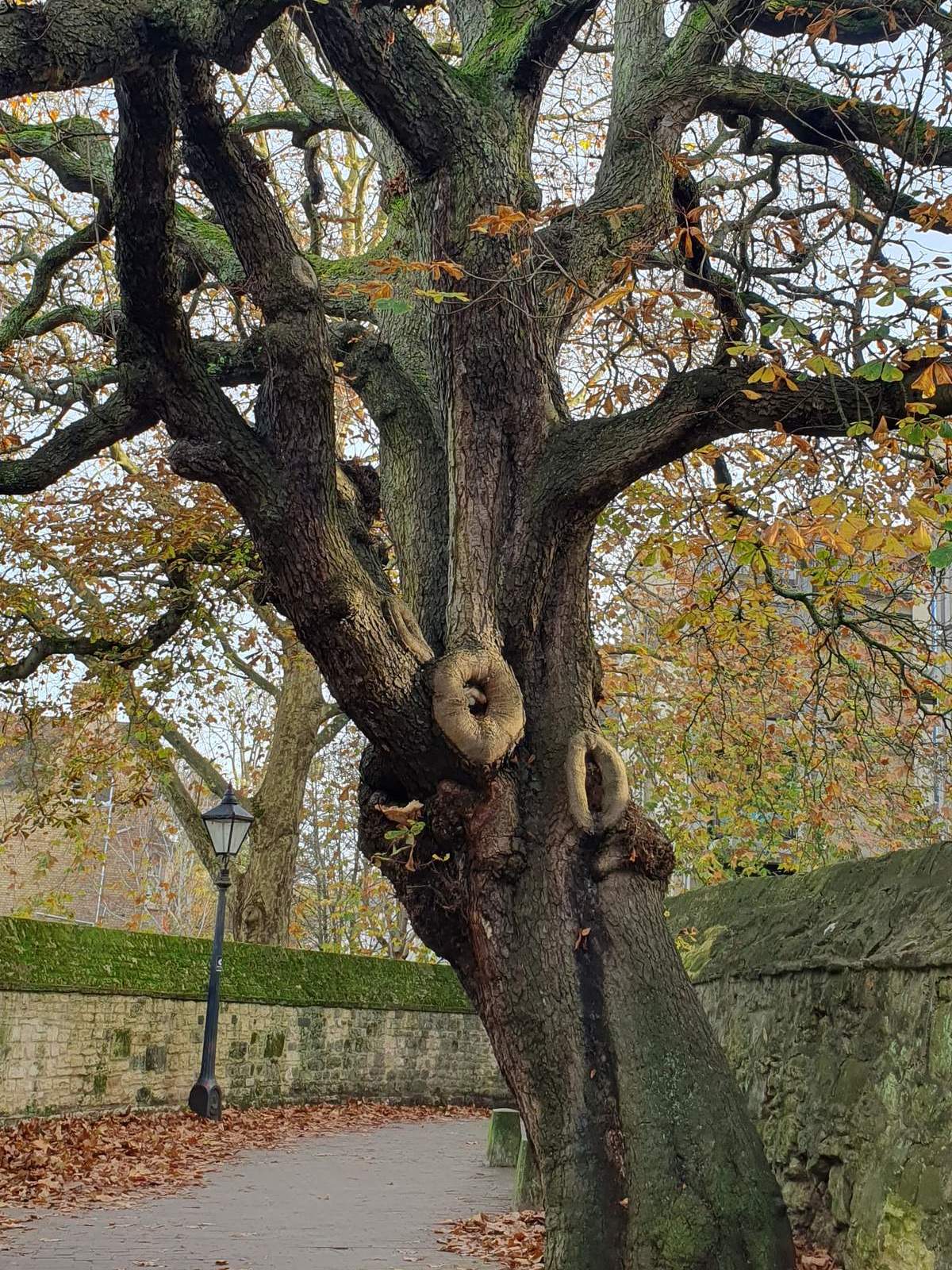Mature oak tree in autumn